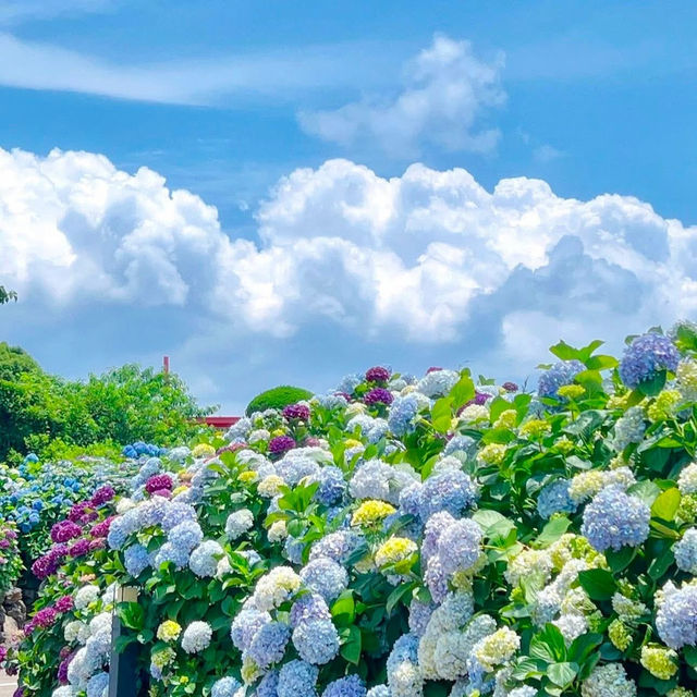 済州島の紫陽花、まるで夢のような景色…💠