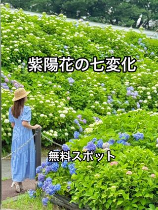 Kyoto's Path of Hydrangeas with Over 10,000 Blooms 🩵🩷