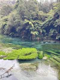 Blue Spring (Te Waihou Walkway) New Zealand