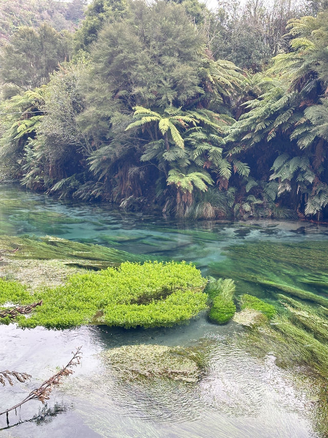 Blue Spring (Te Waihou Walkway) New Zealand