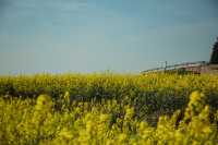LUOPING IN SPRING 2025