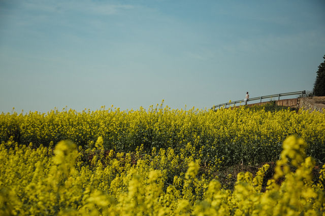 LUOPING IN SPRING 2025