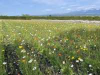 富良野富田農場：遇見·花海