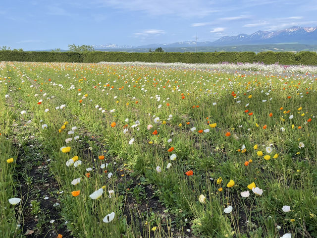 富良野富田農場：遇見·花海