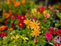 해외여행 삿포로의 예쁜 화원 Flower Space Gravel