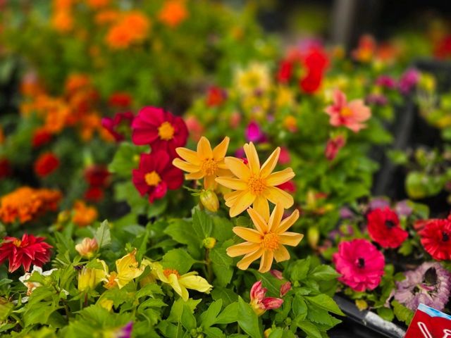 해외여행 삿포로의 예쁜 화원 Flower Space Gravel