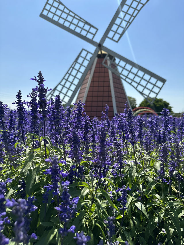 Gaze at seas of flowers 🌺 