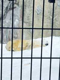 🐾 一場穿越雪國的童話冒險