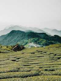 🌿🍵 Shizhuo (Shizhao), Zhuqi Township: A Summer Retreat in Taiwan’s Tea Paradise