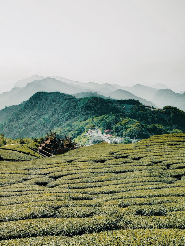 🌿🍵 Shizhuo (Shizhao), Zhuqi Township: A Summer Retreat in Taiwan’s Tea Paradise