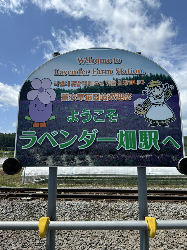 富良野一日遊- 富田農場