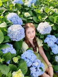 Hydrangea san (ไฮเดรนเยียซัง) ดอยแม่มอญ เชียงราย
