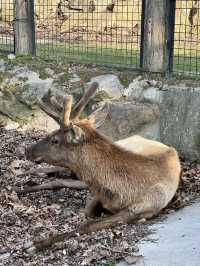 首爾動物園怎麼玩？韓國親子旅遊神景點🎠