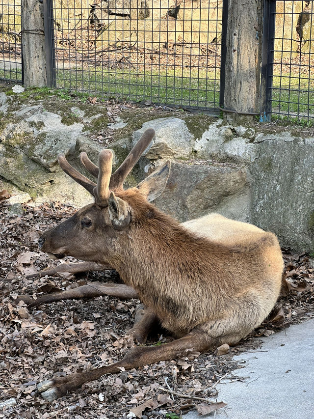 首爾動物園怎麼玩？韓國親子旅遊神景點🎠