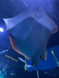 ท่องโลกใต้ท้องทะเลไปกับ Aquaria Phuket