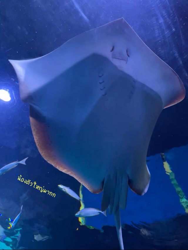 ท่องโลกใต้ท้องทะเลไปกับ Aquaria Phuket