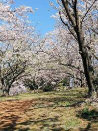 Nokonoshima Island Park| Fukuoka