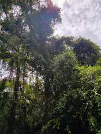 Jungle Cruise
