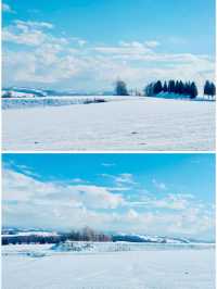【北海道】Ken & Mary之木：矗立於雪地的白楊樹