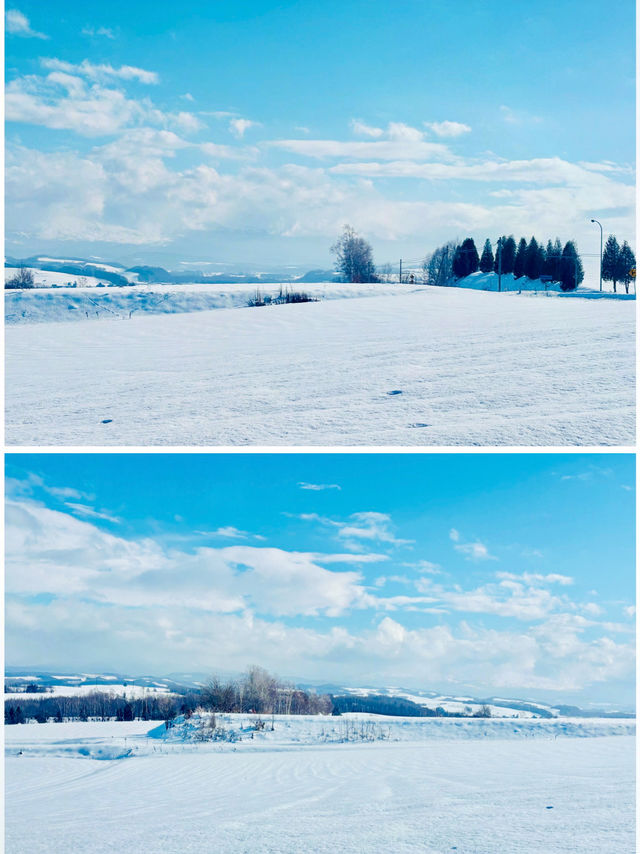 【北海道】Ken & Mary之木：矗立於雪地的白楊樹