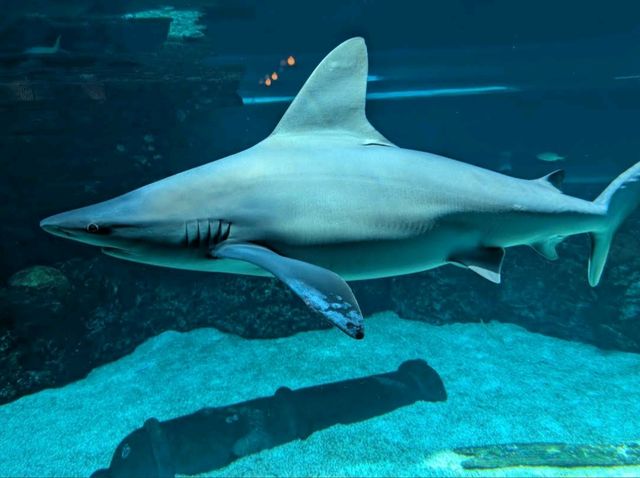 Texas State Aquarium – Corpus Christi