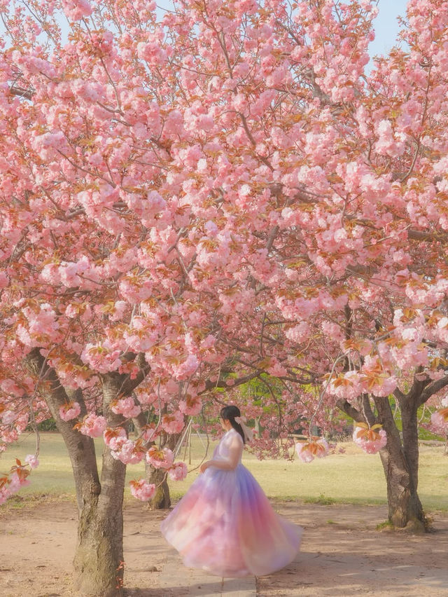 내가 사랑한 경주의 봄🌸❤️