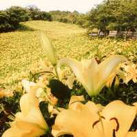 🌷 *Blooming Paradise: Solo Trip to Kasui Yuri-no-Sono in Shizuoka!* 🌸