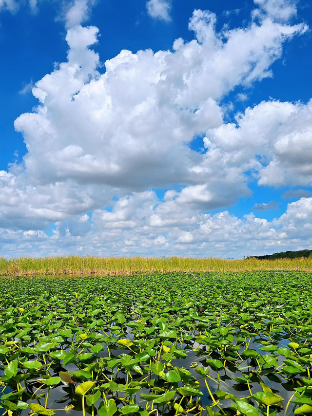 Gliding Through the Everglades｜An Unforgettable Airboat Adventure 🐊🌿🚤