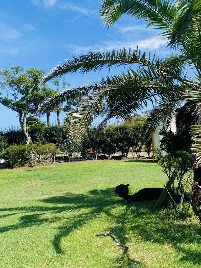A Charming Farm with Delightful Animal Encounters