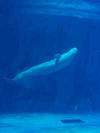 小梅沙海洋世界遊覽體驗：交通不便、設施不足，性價比偏低 