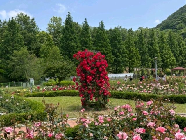 🌹 평림댐 장미원에서 만난 향기로운 힐링