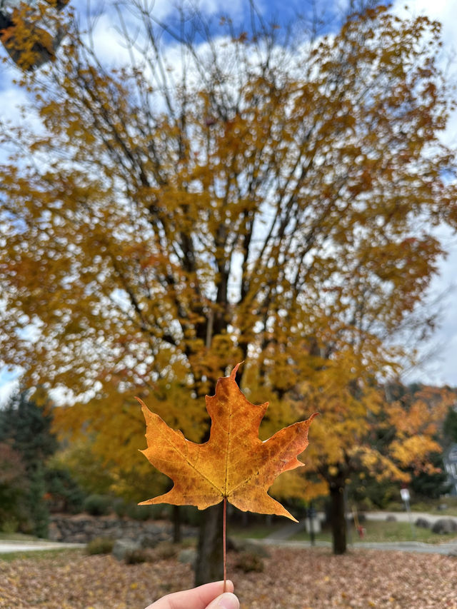 🇨🇦モントランブラン（Mont-Tremblant）の紅葉ハイキング 🍁