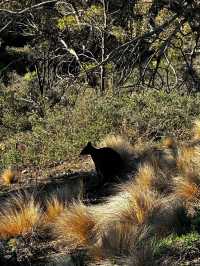 Organ Pipes National Park: Australia’s Basalt Wonder