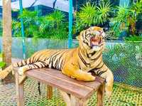 與猛獸近距離接觸的芭提雅老虎園 Tiger Park Pattaya