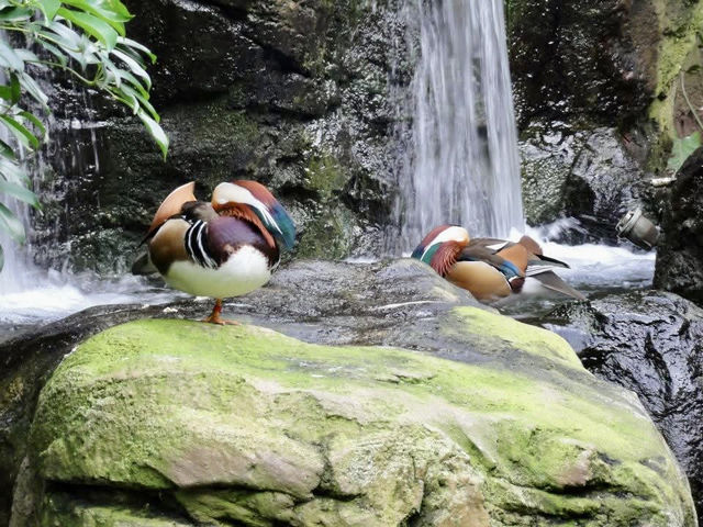 百萬城市美景的「塔龍加動物園」 百萬城市美景的「塔龍加動物園」