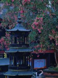 🌸 Dujiangyan – A Thousand-Year Symphony of Purple Blossoms 🌸