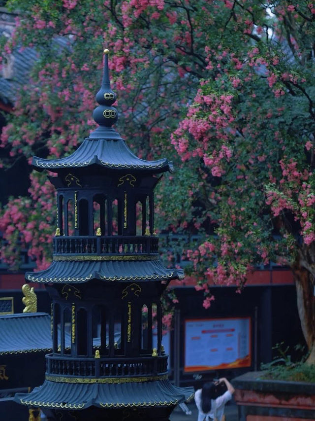 🌸 Dujiangyan – A Thousand-Year Symphony of Purple Blossoms 🌸
