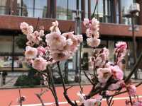 Morning stroll in Asakusa: Timeless Charm of Sensoji Temple⛩️