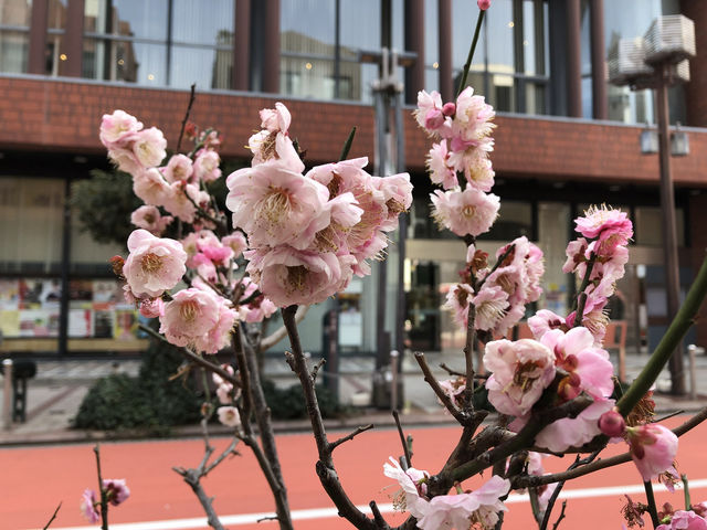 Morning stroll in Asakusa: Timeless Charm of Sensoji Temple⛩️