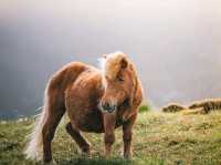 Rolling with the Shetland Ponies