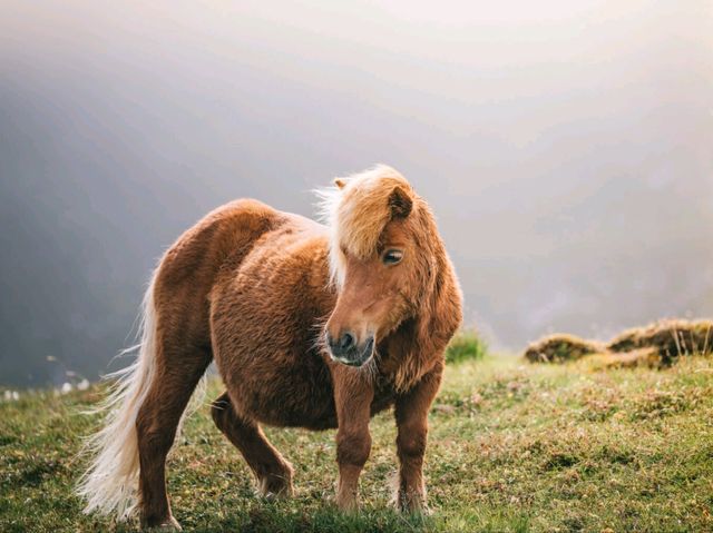 Rolling with the Shetland Ponies