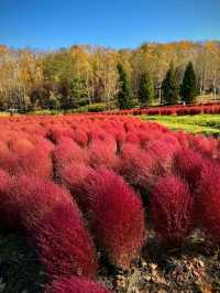 TAKINO SUZURAN HILLSIDE NATIONAL GOVERNMENT PARK.