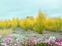 The Altay Highway: An Epic Road Trip Through Northern Xinjiang's Soul