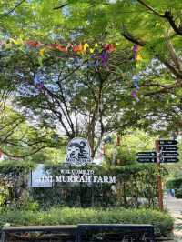 ฟาร์มควาย & mini zoo ที่ฉะเชิงเทรา