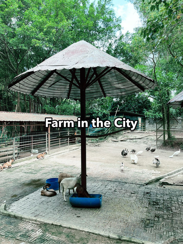 Farm In The City: An Interactive and Educational Wildlife Experience for Families 
