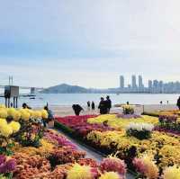 釜山🇰🇷廣安大橋🌁海濱咖啡街～花海片片