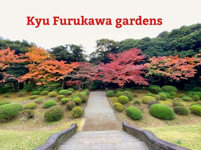 ชมใบไม้เปลี่ยนสีที่ Kyu Furukawa Gardens