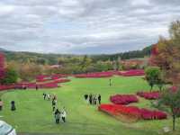 北海道秘境✨由仁花園3.2萬株地膚草鋪成秋日絨毯