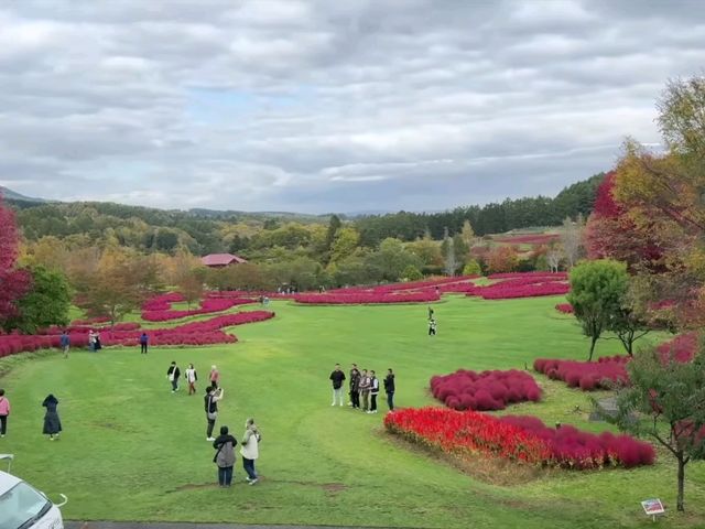 北海道秘境✨由仁花園3.2萬株地膚草鋪成秋日絨毯