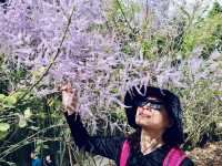 櫻花竹林秘境．石壁山壯麗之旅